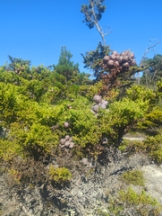 Gowen cypress (Hesperocyparis goveniana)