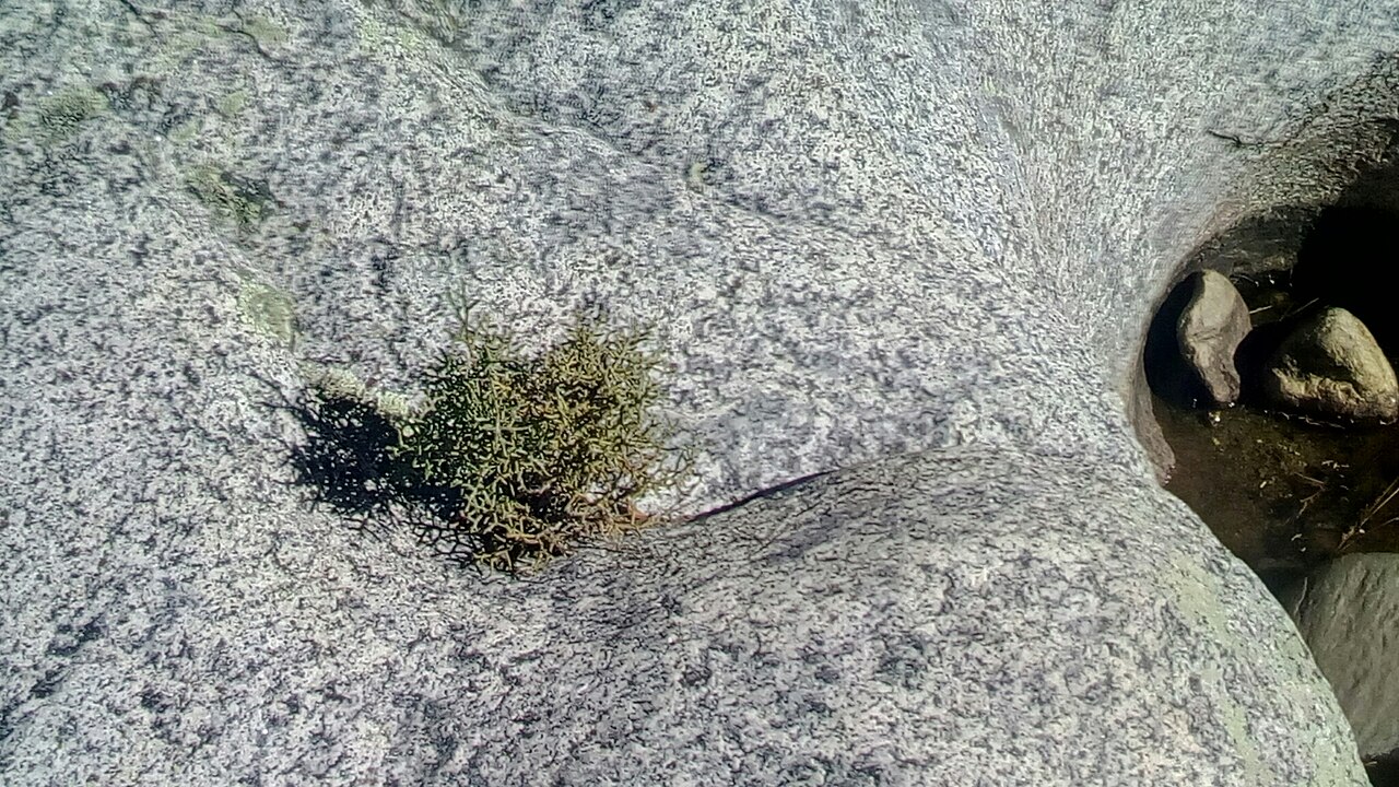 Hesperocyparis montana: Hesperocyparis montana seedling on rock in the Ensenada municipality, Baja California, Mexico