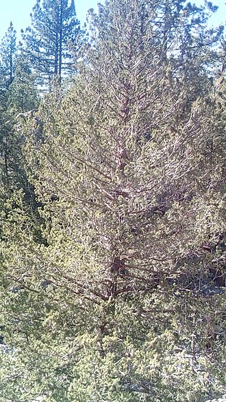 Hesperocyparis montana: Hesperocyparis montana tree in the Ensenada municipality, Baja California, Mexico