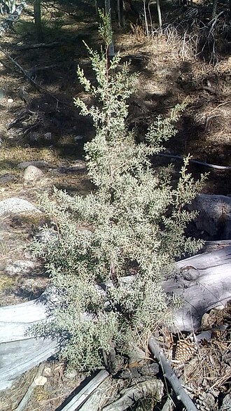Hesperocyparis montana: Hesperocyparis montana young tree in the Ensenada municipality, Baja California, Mexico