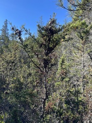 Hesperocyparis pygmaea (Hesperocyparis pygmaea)
