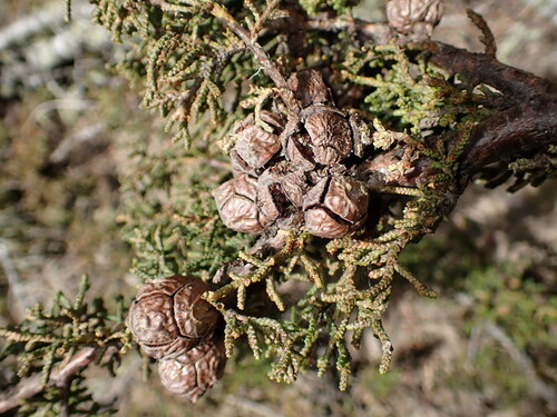Hesperocyparis pygmaea (Hesperocyparis pygmaea)