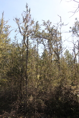 Hesperocyparis pygmaea (Hesperocyparis pygmaea)