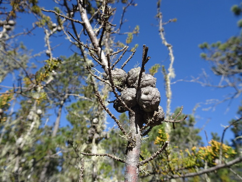 Hesperocyparis pygmaea (Hesperocyparis pygmaea)