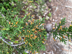 Hesperocyparis pygmaea (Hesperocyparis pygmaea)