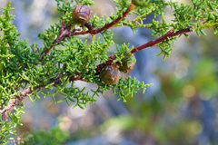 Hesperocyparis pygmaea (Hesperocyparis pygmaea)