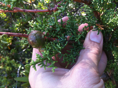 Hesperocyparis pygmaea (Hesperocyparis pygmaea)