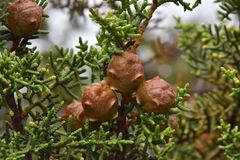Hesperocyparis pygmaea (Hesperocyparis pygmaea)