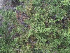 Hesperocyparis pygmaea (Hesperocyparis pygmaea)