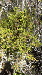 Hesperocyparis pygmaea (Hesperocyparis pygmaea)