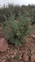 El rincón cypress (Hesperocyparis revealiana)