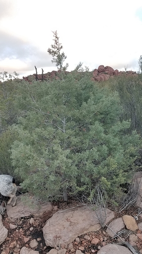 El rincón cypress (Hesperocyparis revealiana)