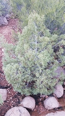 El rincón cypress (Hesperocyparis revealiana)