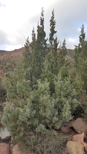 El rincón cypress (Hesperocyparis revealiana)