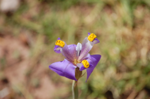 Hesperoxiphion herrerae (Hesperoxiphion herrerae)