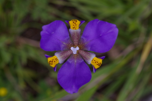 Hesperoxiphion herrerae (Hesperoxiphion herrerae)