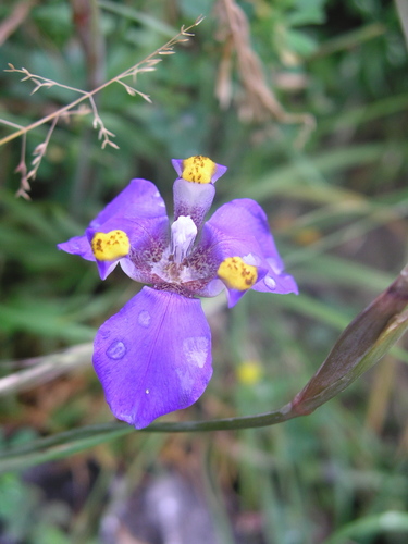 Hesperoxiphion herrerae (Hesperoxiphion herrerae)