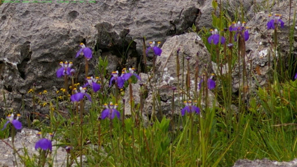 Hesperoxiphion herrerae (Hesperoxiphion herrerae)