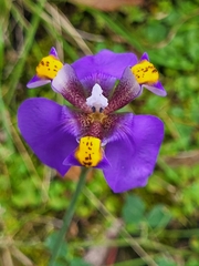 Hesperoxiphion herrerae (Hesperoxiphion herrerae)