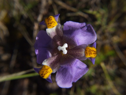 Hesperoxiphion herrerae (Hesperoxiphion herrerae)