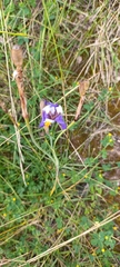 Hesperoxiphion herrerae (Hesperoxiphion herrerae)