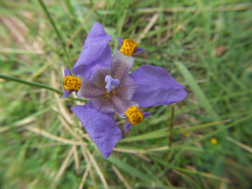 Hesperoxiphion herrerae (Hesperoxiphion herrerae)