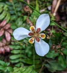 Hesperoxiphion huilense (Hesperoxiphion huilense)