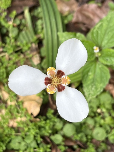 Hesperoxiphion huilense (Hesperoxiphion huilense)