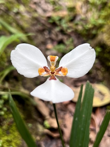 Hesperoxiphion huilense (Hesperoxiphion huilense)