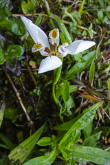 Hesperoxiphion huilense (Hesperoxiphion huilense)