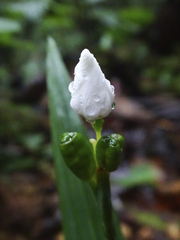 Hesperoxiphion huilense (Hesperoxiphion huilense)