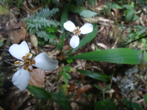 Hesperoxiphion huilense (Hesperoxiphion huilense)