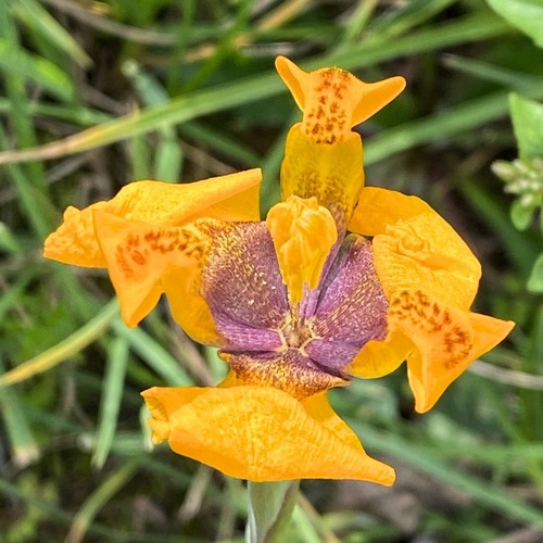 Hesperoxiphion pardalis (Hesperoxiphion pardalis)