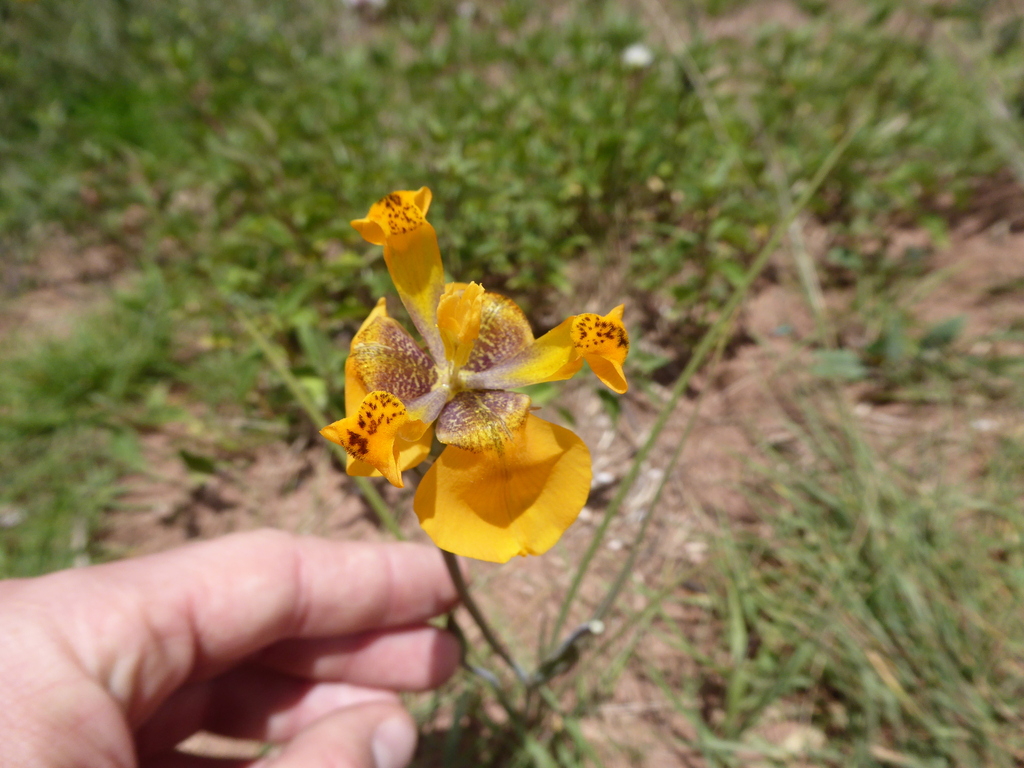 Hesperoxiphion pardalis (Hesperoxiphion pardalis)