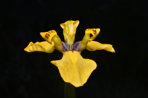 Hesperoxiphion pardalis (Hesperoxiphion pardalis)