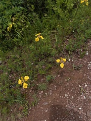 Hesperoxiphion pardalis (Hesperoxiphion pardalis)