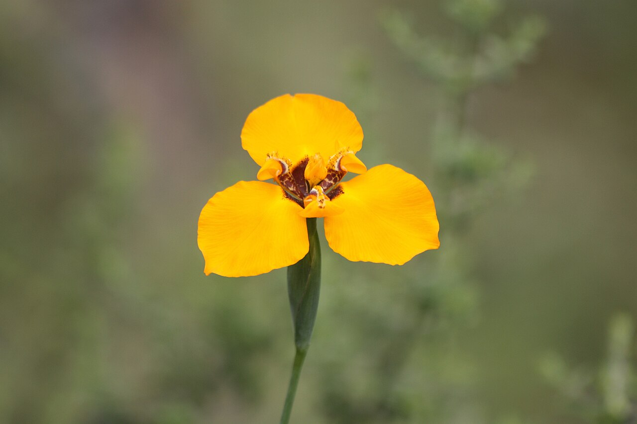 Hesperoxiphion peruvianum: Hesperoxiphion peruvianum in Peru