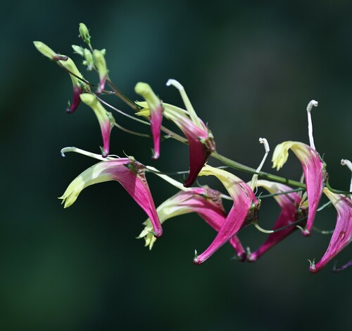 Heterotoma lobelioides (Heterotoma lobelioides)
