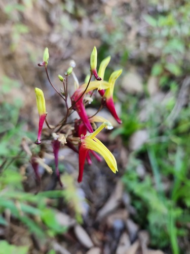 Heterotoma lobelioides (Heterotoma lobelioides)