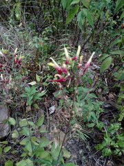 Heterotoma lobelioides (Heterotoma lobelioides)