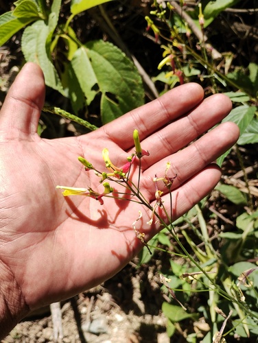 Heterotoma lobelioides (Heterotoma lobelioides)