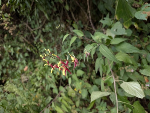 Heterotoma lobelioides (Heterotoma lobelioides)