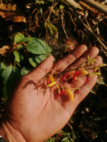 Heterotoma lobelioides (Heterotoma lobelioides)