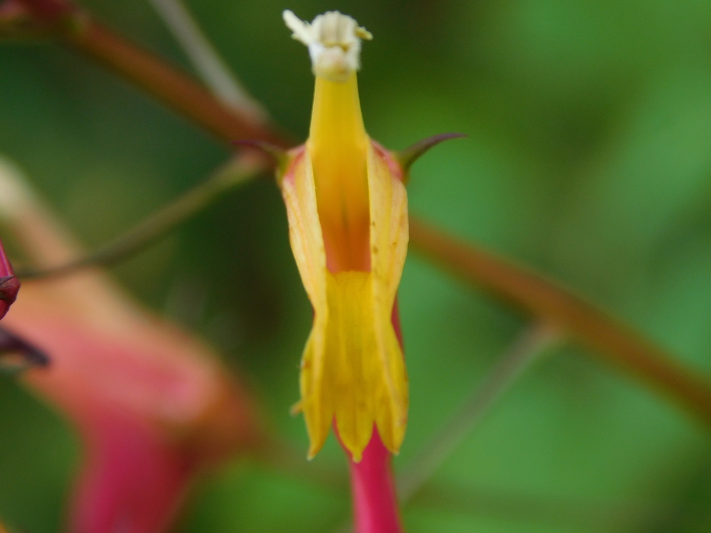 Heterotoma lobelioides (Heterotoma lobelioides)
