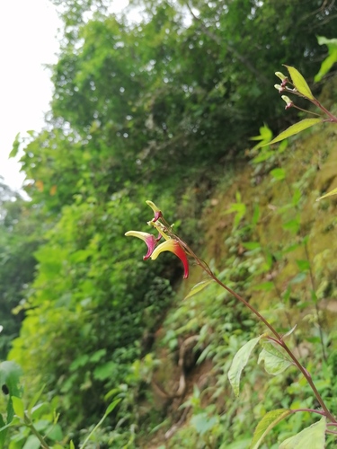 Heterotoma lobelioides (Heterotoma lobelioides)