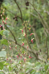 Heterotoma lobelioides (Heterotoma lobelioides)