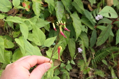Heterotoma lobelioides (Heterotoma lobelioides)