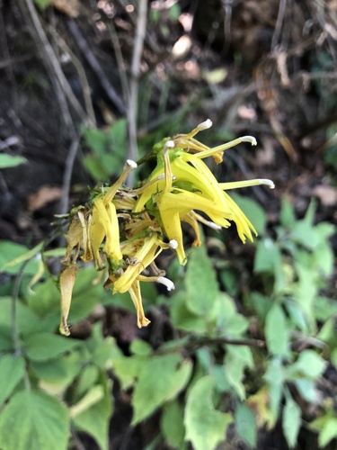 Heterotoma lobelioides (Heterotoma lobelioides)