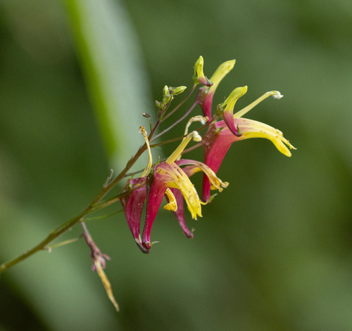Heterotoma lobelioides (Heterotoma lobelioides)