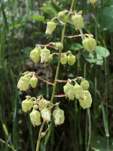 White alumroot (Heuchera alba)